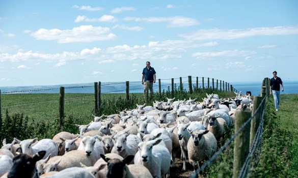 Two farmers herding sheep